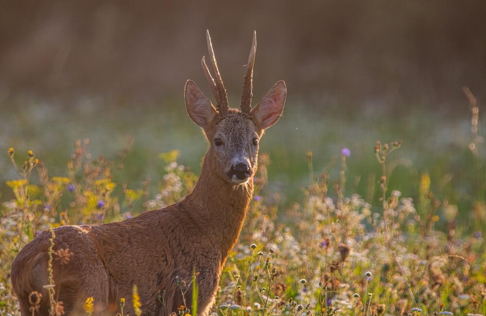 FOTO: Wildlife fotografie od Sabinovčana Jozefa Kovalíka, foto 11