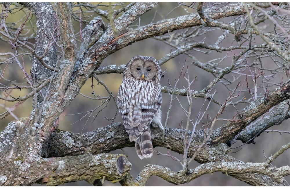 FOTO: Wildlife fotografie od Sabinovčana Jozefa Kovalíka, foto 15
