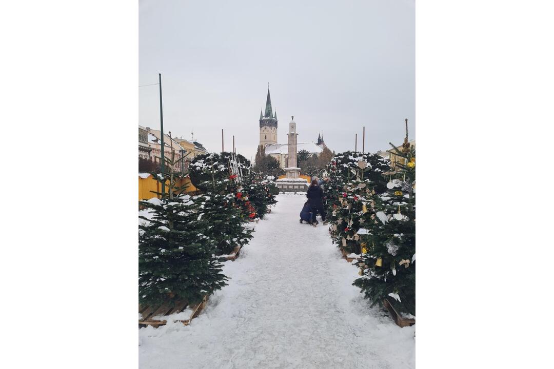 FOTO: Južný park zdobí 12 vianočných jedličiek od prešovských škôl, foto 3