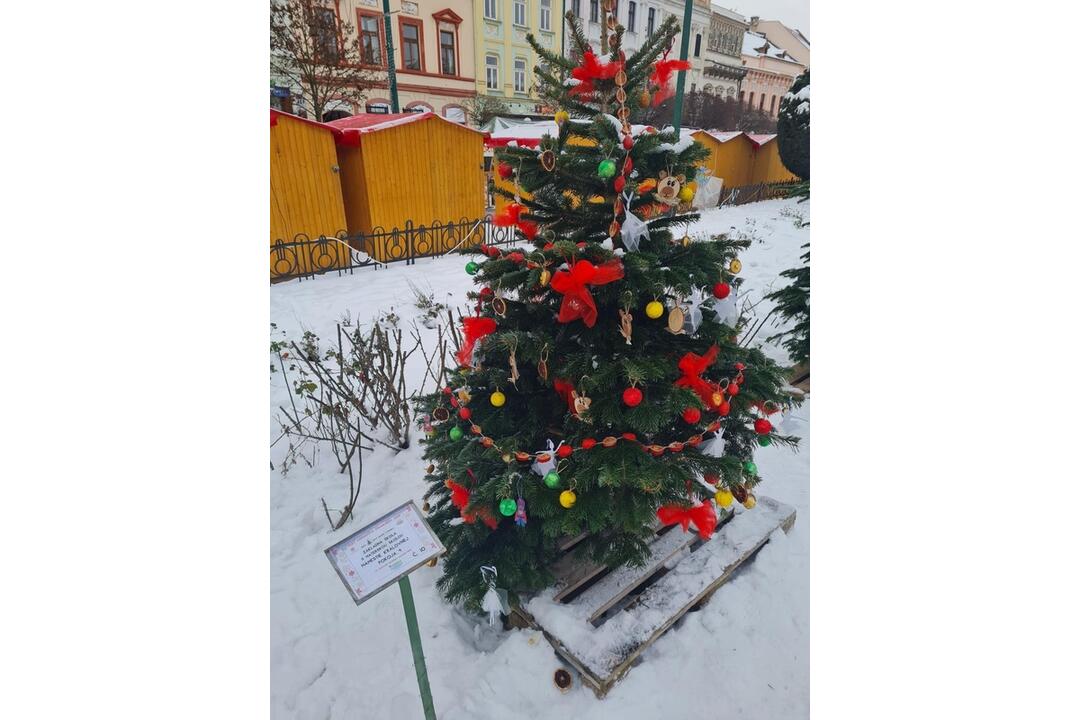 FOTO: Južný park zdobí 12 vianočných jedličiek od prešovských škôl, foto 7