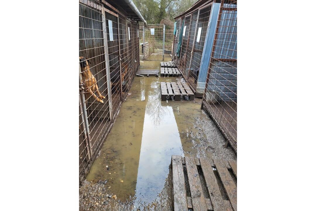 FOTO: Viac ako 250 psíkov v kotercoch na východe Slovenska zaplavila voda, foto 3