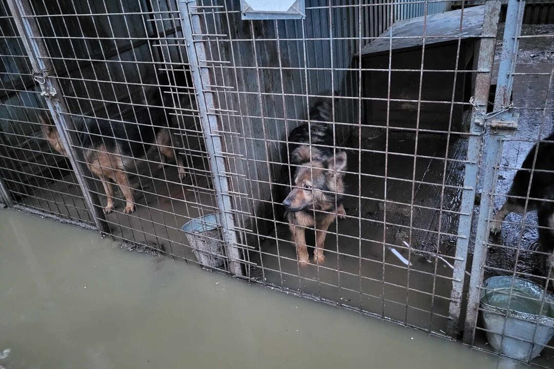 FOTO: Viac ako 250 psíkov v kotercoch na východe Slovenska zaplavila voda, foto 4