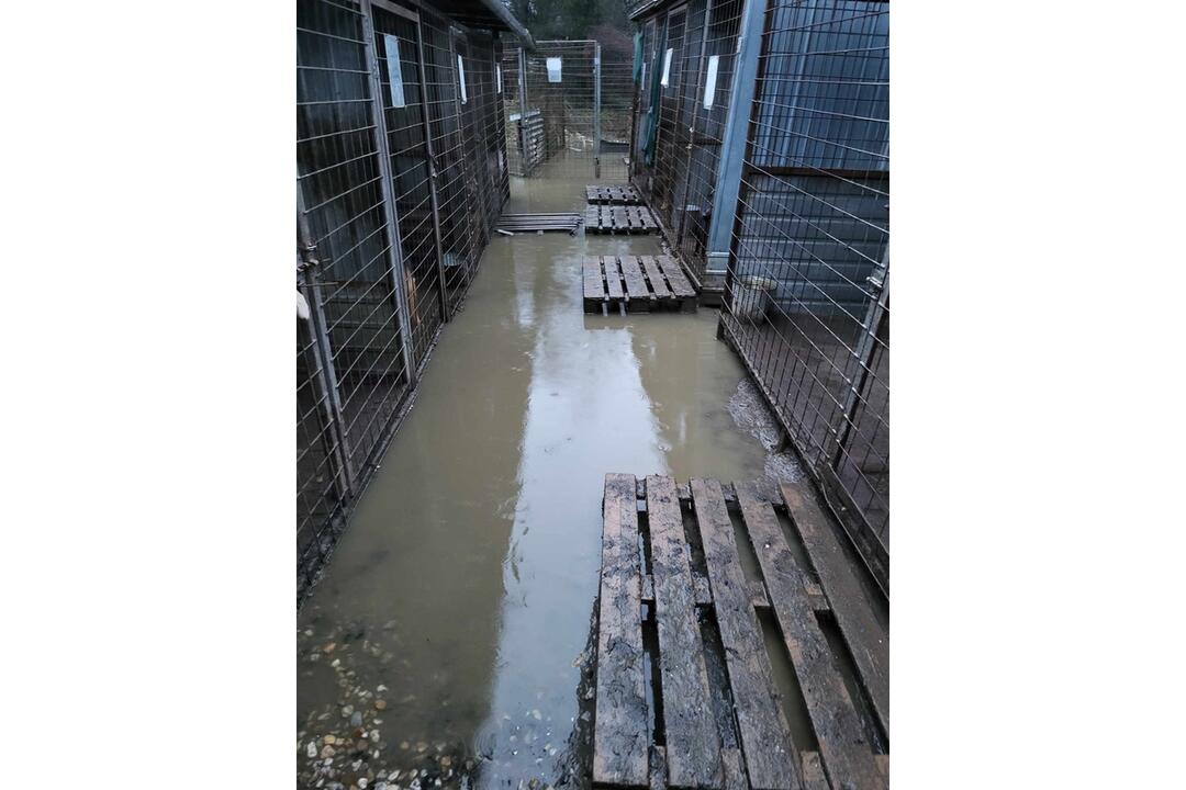 FOTO: Viac ako 250 psíkov v kotercoch na východe Slovenska zaplavila voda, foto 6