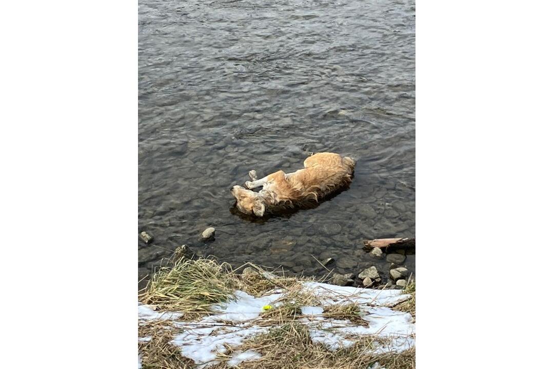 FOTO: Muž našiel v rieke Poprad sedem mŕtvych psov, foto 1