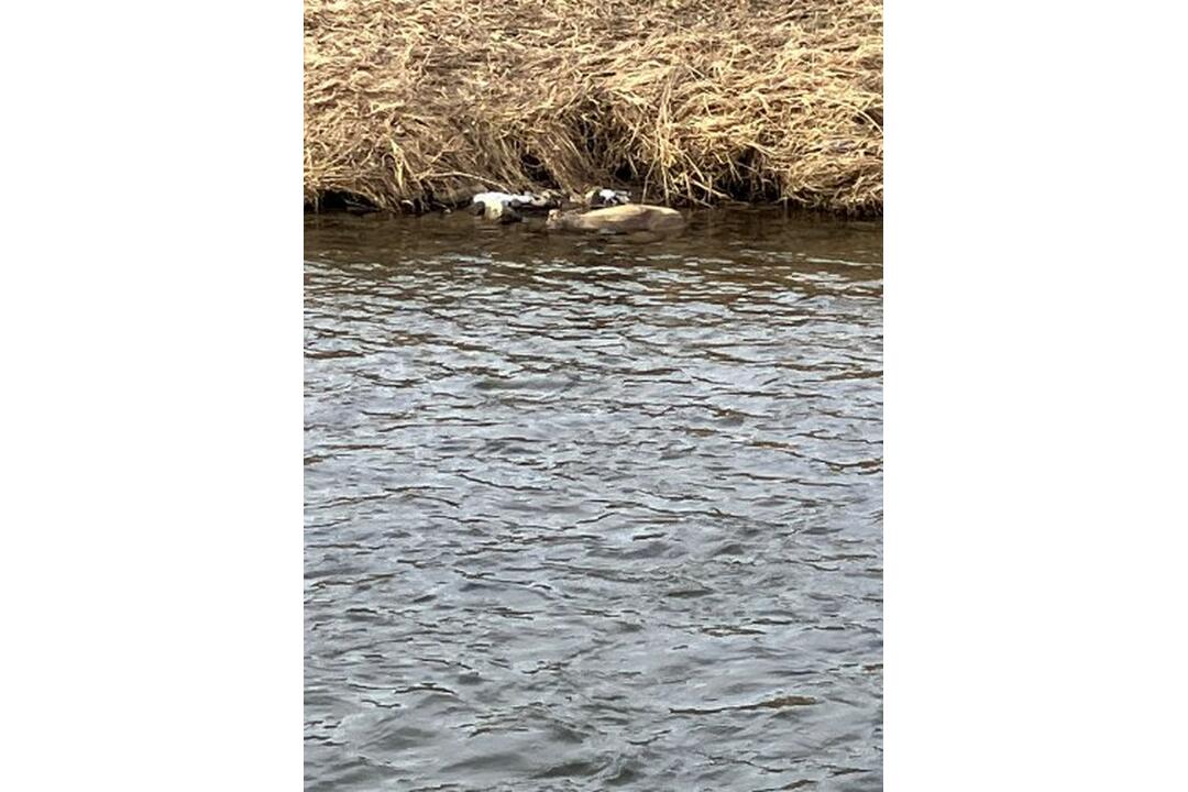 FOTO: Muž našiel v rieke Poprad sedem mŕtvych psov, foto 2