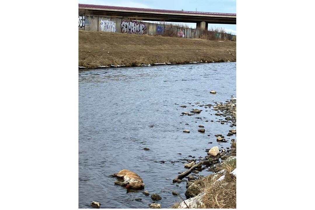 FOTO: Muž našiel v rieke Poprad sedem mŕtvych psov, foto 3
