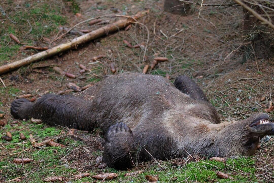 FOTO: Otrasný nález v tatranskom parku, foto 3