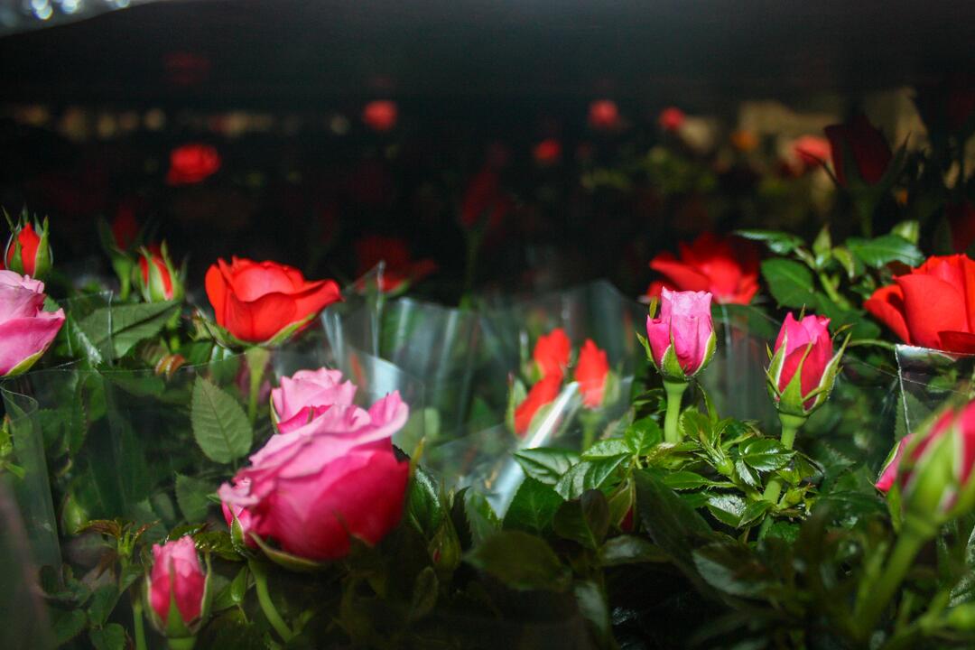 FOTO: Odkiaľ prichádzajú vaše potraviny? Navštívili sme centrálny sklad Kauflandu, foto 28