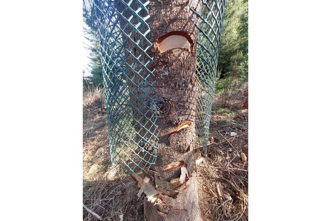 FOTO: Pracovníci TANAP-u si posvietili na nelegálny výrub stromov, foto 1
