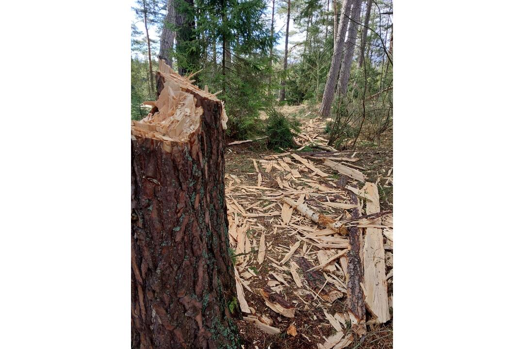 FOTO: Pracovníci TANAP-u si posvietili na nelegálny výrub stromov, foto 4