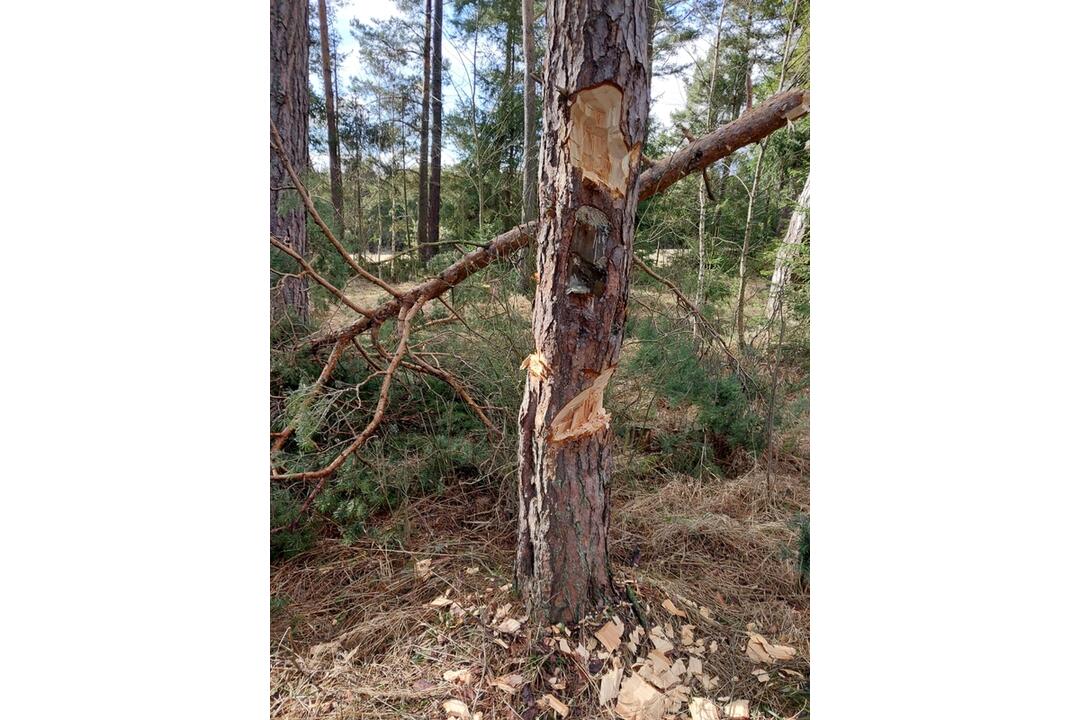 FOTO: Pracovníci TANAP-u si posvietili na nelegálny výrub stromov, foto 6