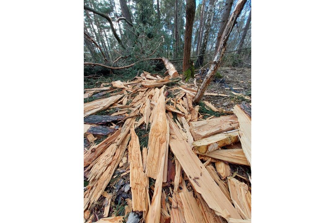 FOTO: Pracovníci TANAP-u si posvietili na nelegálny výrub stromov, foto 7
