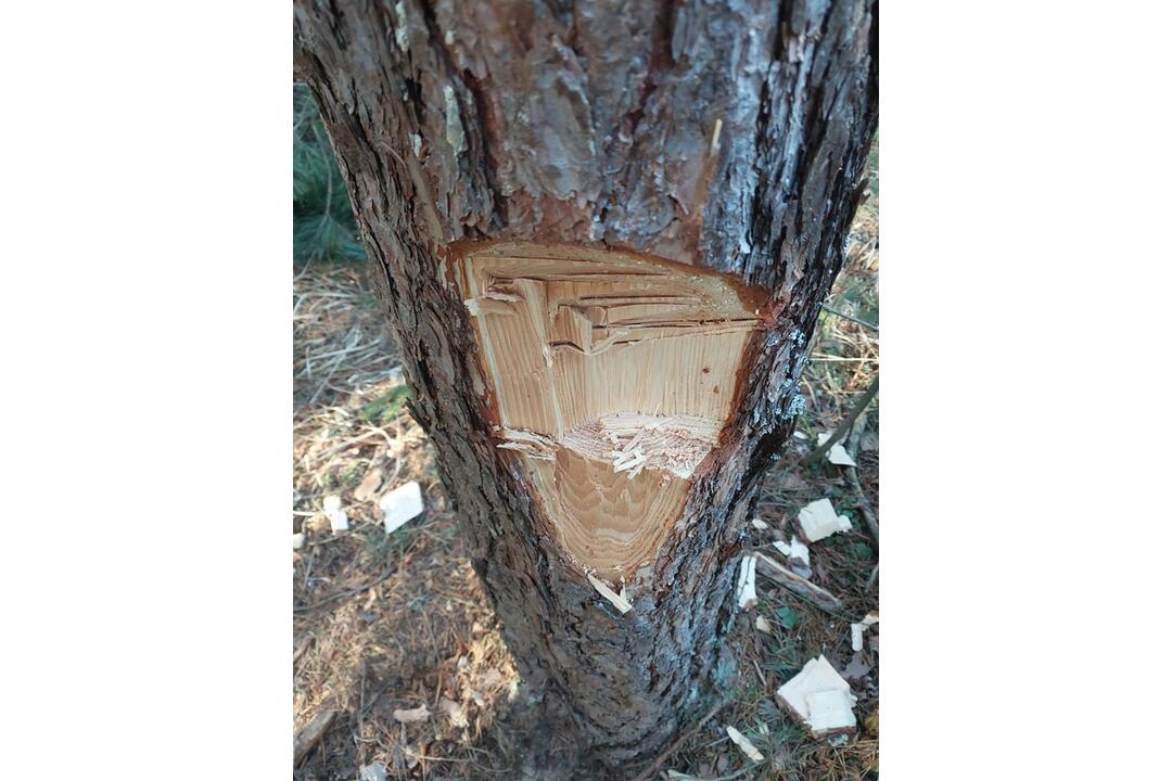 FOTO: Pracovníci TANAP-u si posvietili na nelegálny výrub stromov, foto 8