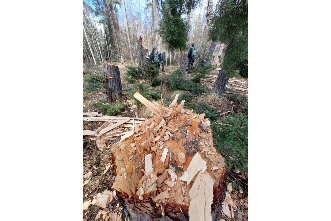 FOTO: Pracovníci TANAP-u si posvietili na nelegálny výrub stromov, foto 9