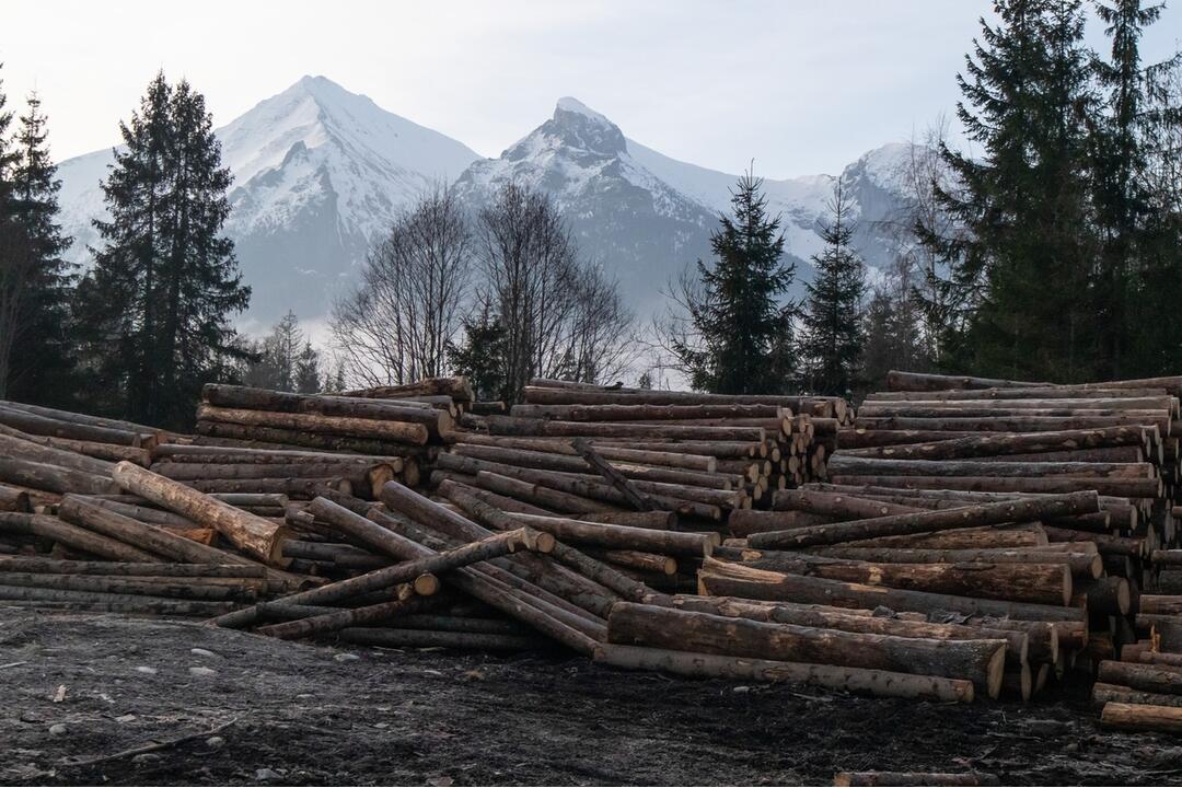 FOTO: Občianska iniciatíva upozorňuje na ďalšiu ťažbu dreva v TANAP-e, foto 1