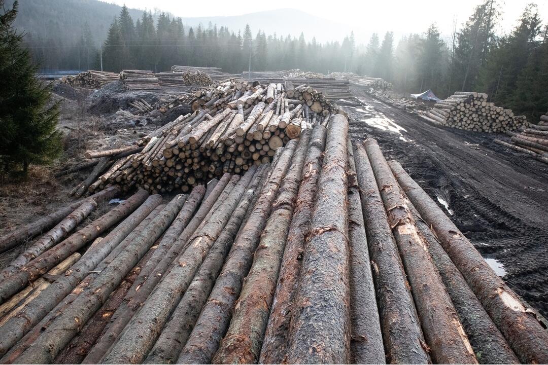 FOTO: Občianska iniciatíva upozorňuje na ďalšiu ťažbu dreva v TANAP-e, foto 3