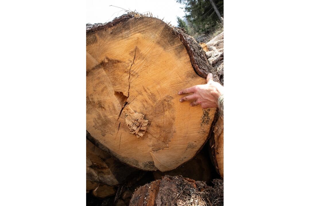 FOTO: Občianska iniciatíva upozorňuje na ďalšiu ťažbu dreva v TANAP-e, foto 5