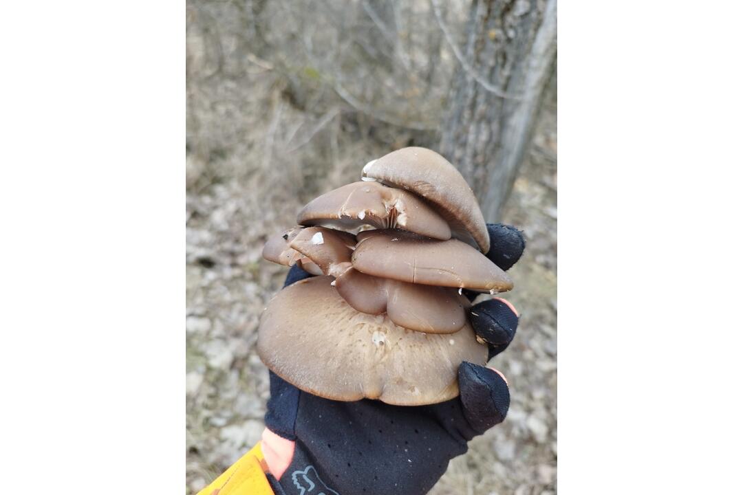 FOTO: Hubári v Prešovskom kraji už zahájili sezónu, foto 1