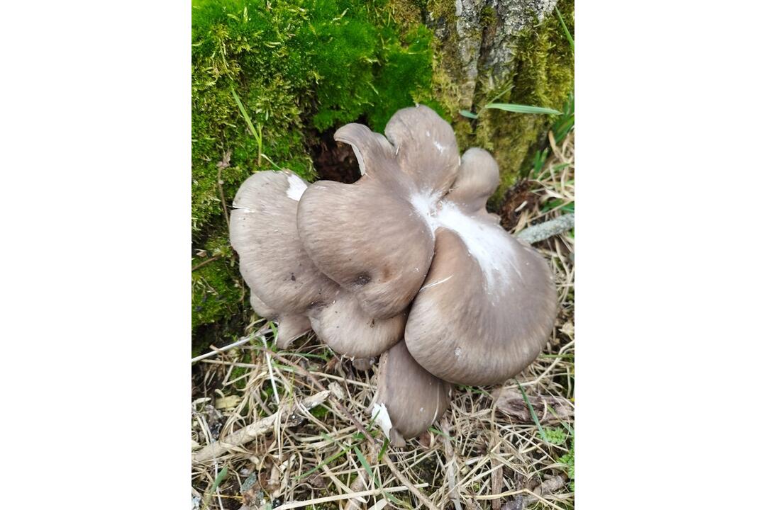 FOTO: Hubári v Prešovskom kraji už zahájili sezónu, foto 3