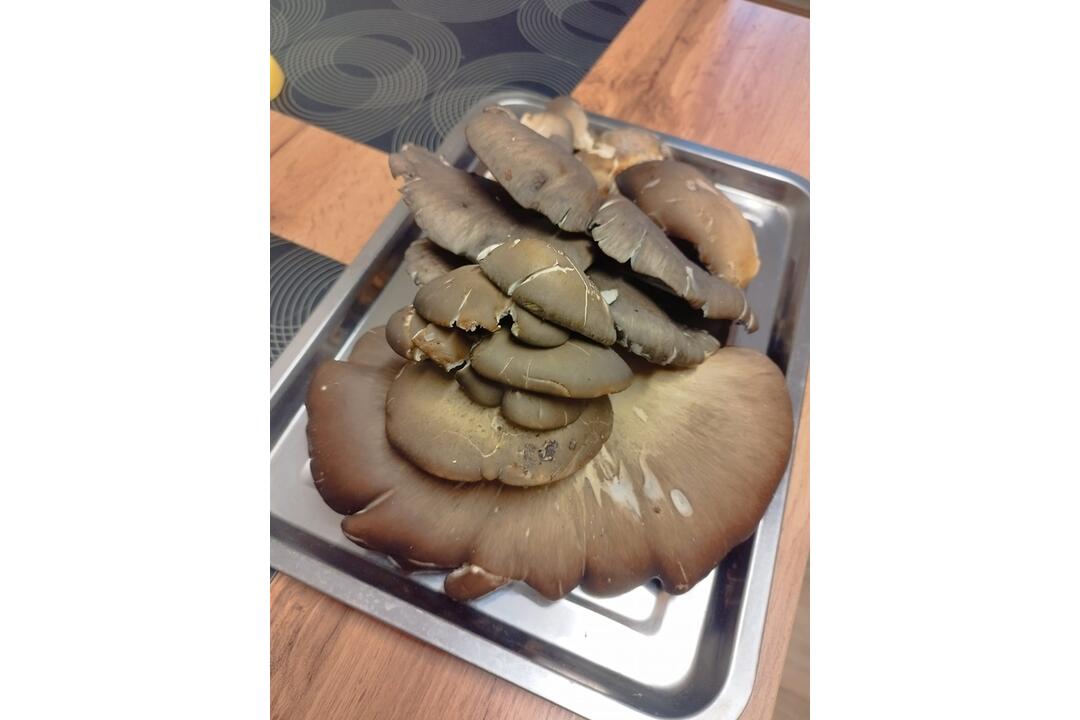 FOTO: Hubári v Prešovskom kraji už zahájili sezónu, foto 4