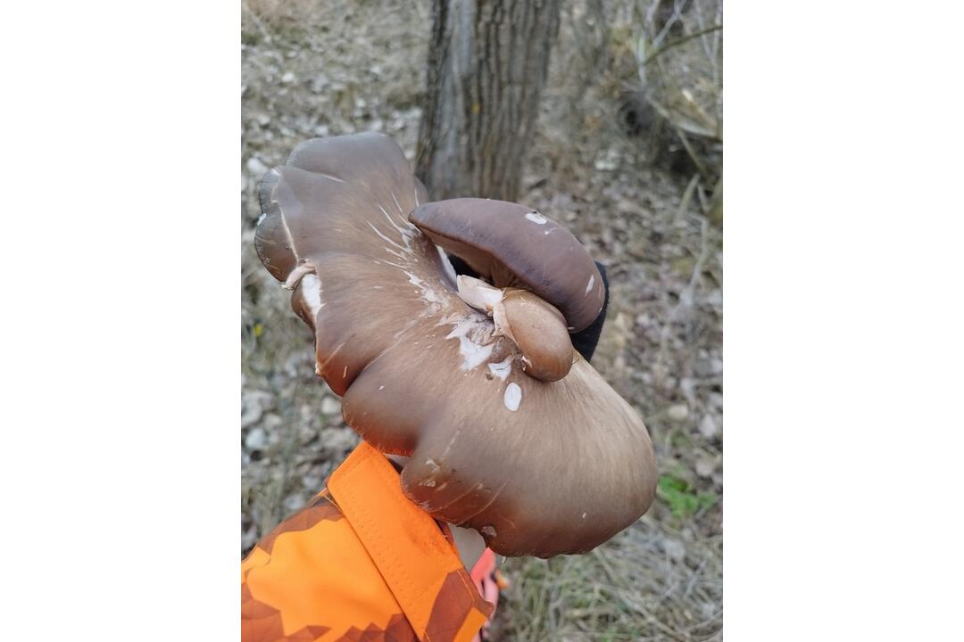 FOTO: Hubári v Prešovskom kraji už zahájili sezónu, foto 5