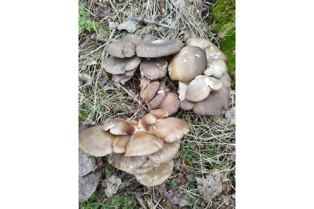 FOTO: Hubári v Prešovskom kraji už zahájili sezónu, foto 6