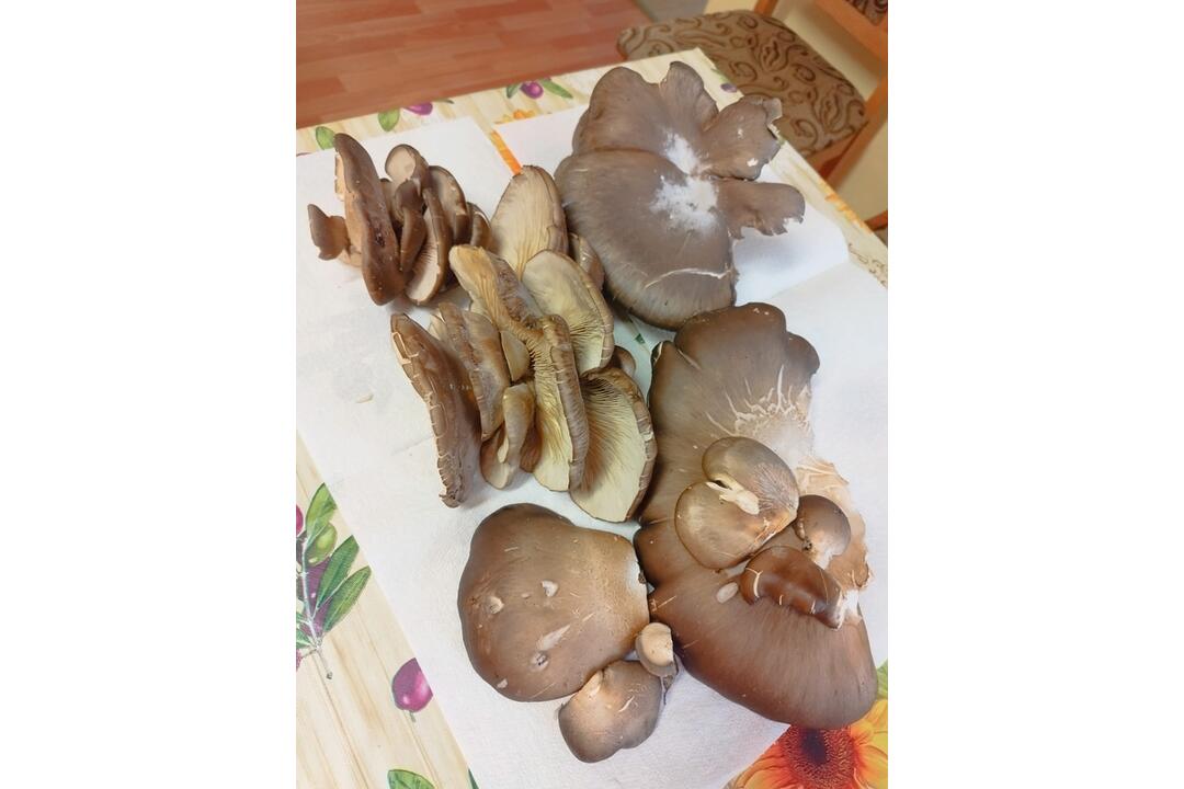 FOTO: Hubári v Prešovskom kraji už zahájili sezónu, foto 7