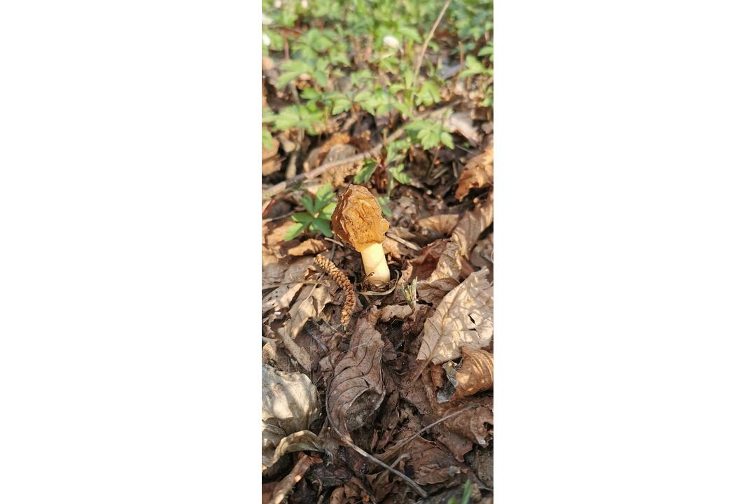 FOTO: Hubári v Prešovskom kraji už zahájili sezónu, foto 8