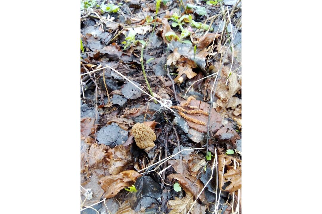 FOTO: Hubári v Prešovskom kraji už zahájili sezónu, foto 11