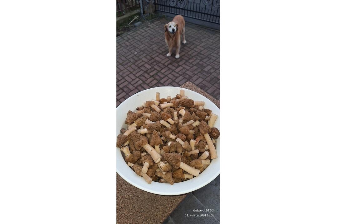 FOTO: Hubári v Prešovskom kraji už zahájili sezónu, foto 12