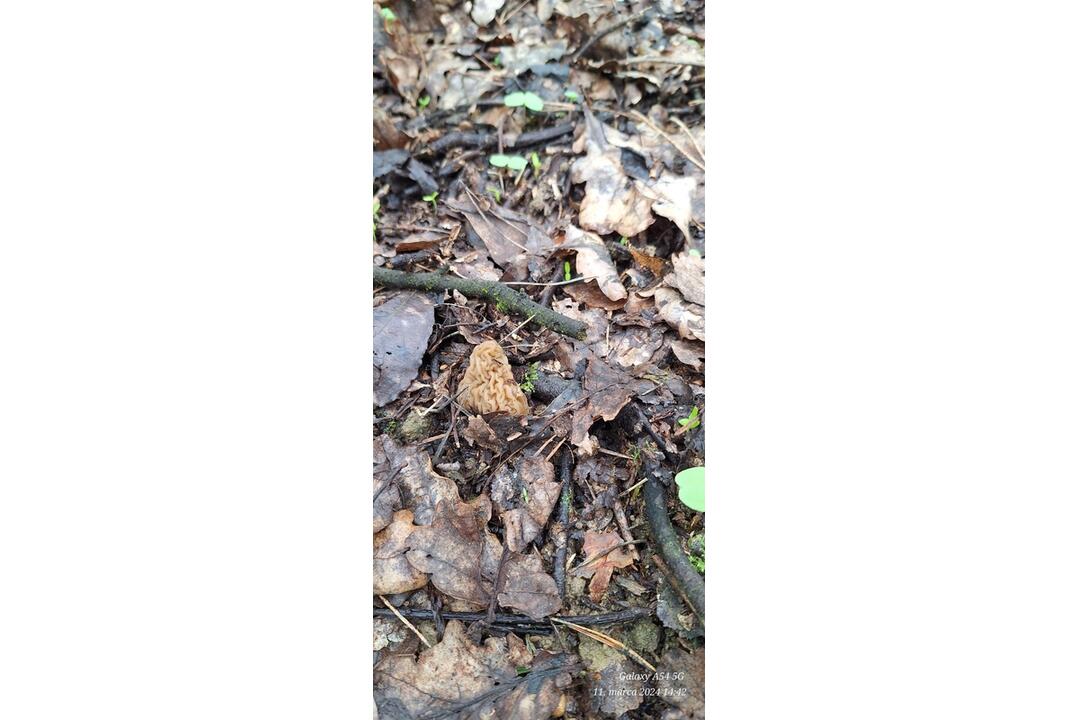 FOTO: Hubári v Prešovskom kraji už zahájili sezónu, foto 13