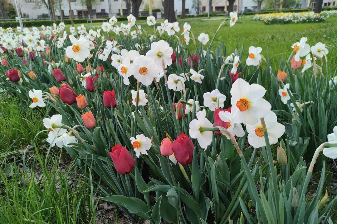 FOTO: V Prešove sa prebúdzajú kvety, foto 5