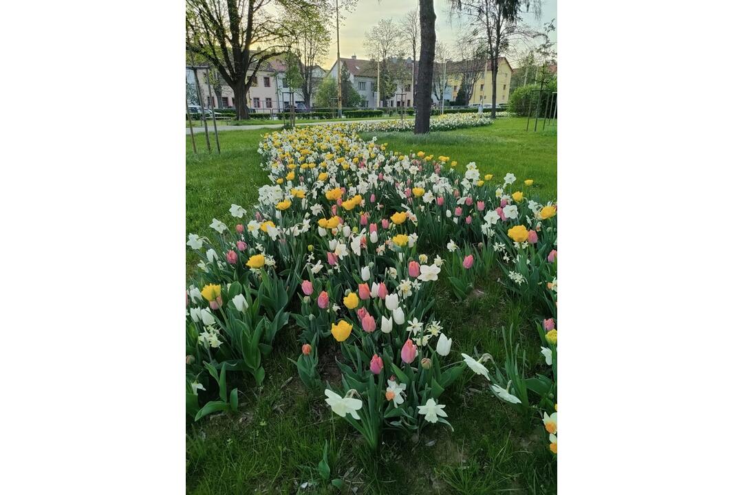 FOTO: V Prešove sa prebúdzajú kvety, foto 6