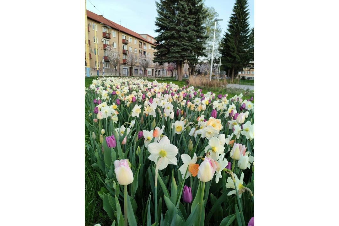 FOTO: V Prešove sa prebúdzajú kvety, foto 7