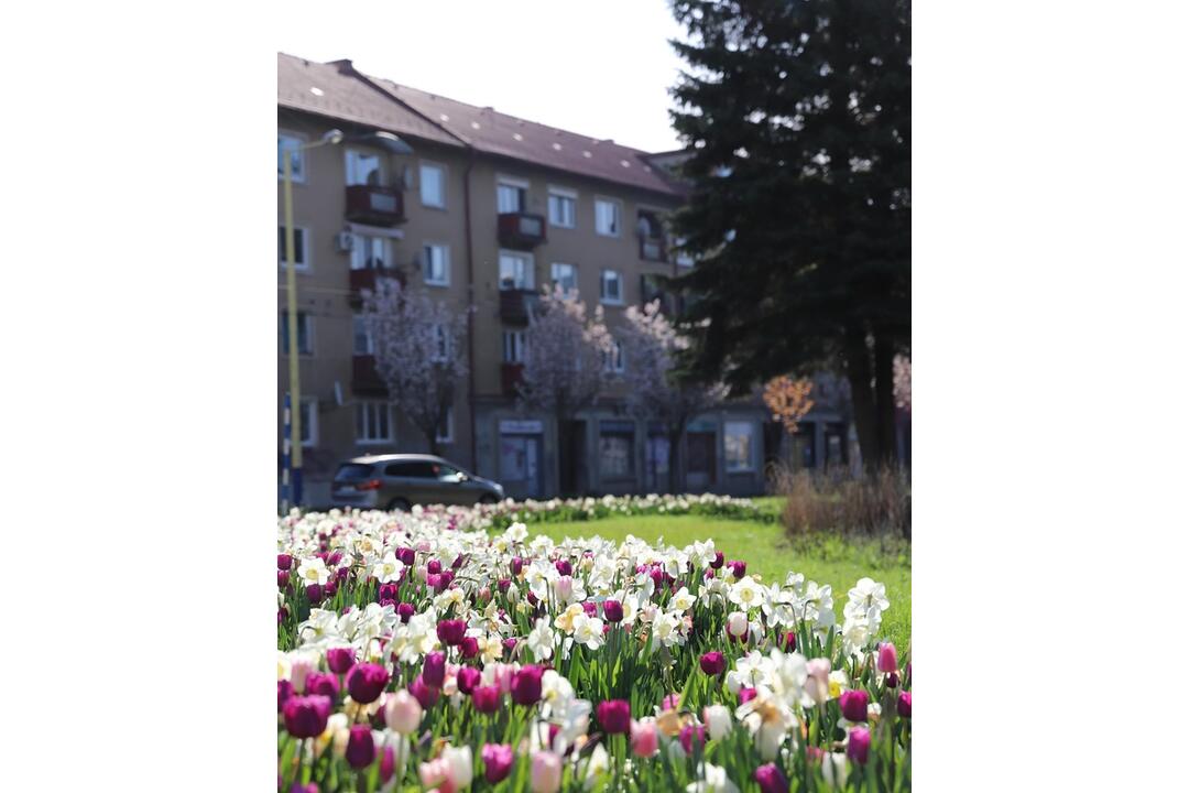FOTO: V Prešove sa prebúdzajú kvety, foto 8