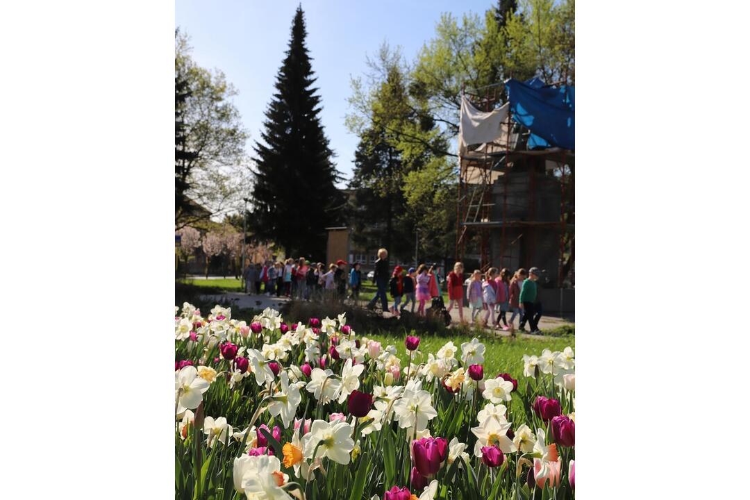 FOTO: V Prešove sa prebúdzajú kvety, foto 10