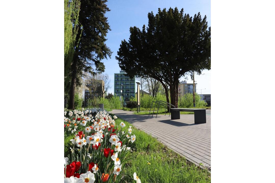 FOTO: V Prešove sa prebúdzajú kvety, foto 12