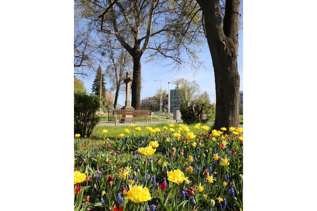 FOTO: V Prešove sa prebúdzajú kvety, foto 13