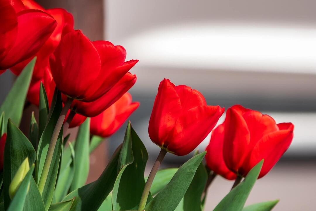 FOTO: Poprad ožíva farbami tulipánov, foto 1