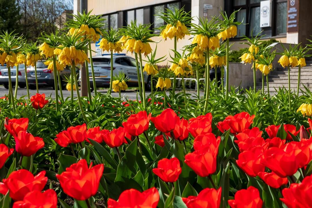 FOTO: Poprad ožíva farbami tulipánov, foto 3