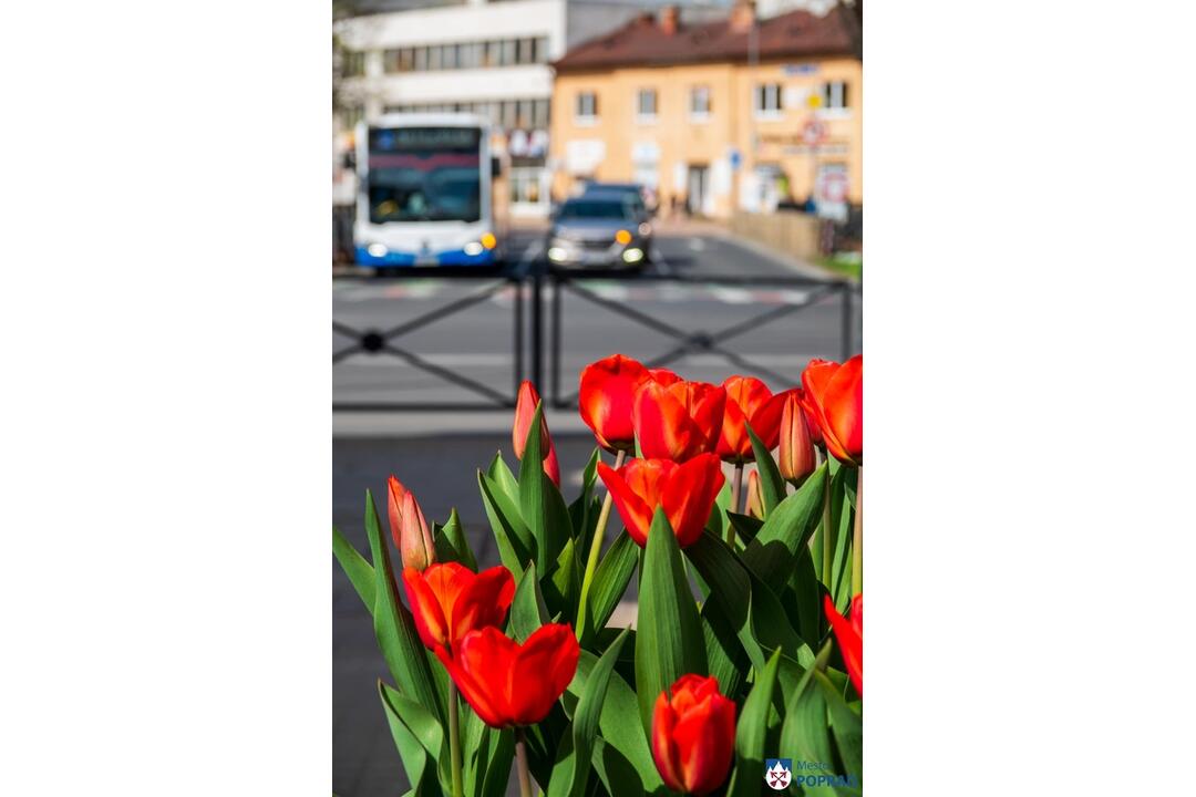 FOTO: Poprad ožíva farbami tulipánov, foto 4