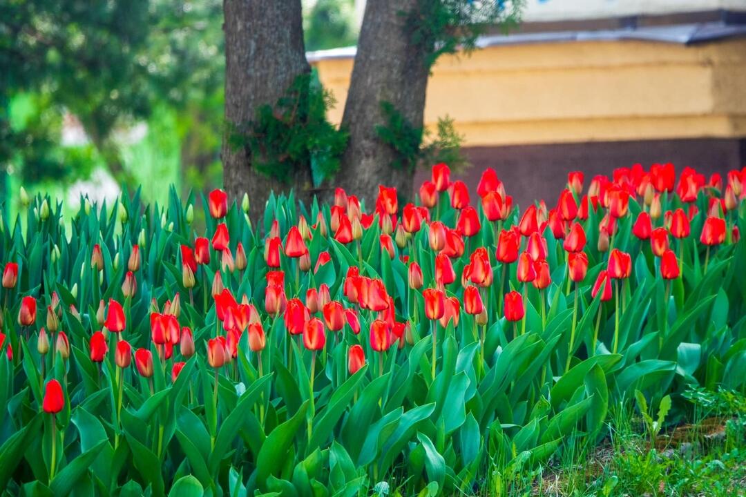 FOTO: Poprad ožíva farbami tulipánov, foto 6
