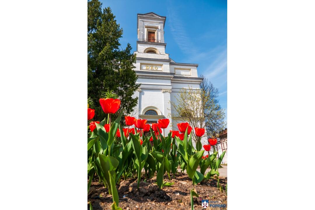 FOTO: Poprad ožíva farbami tulipánov, foto 7