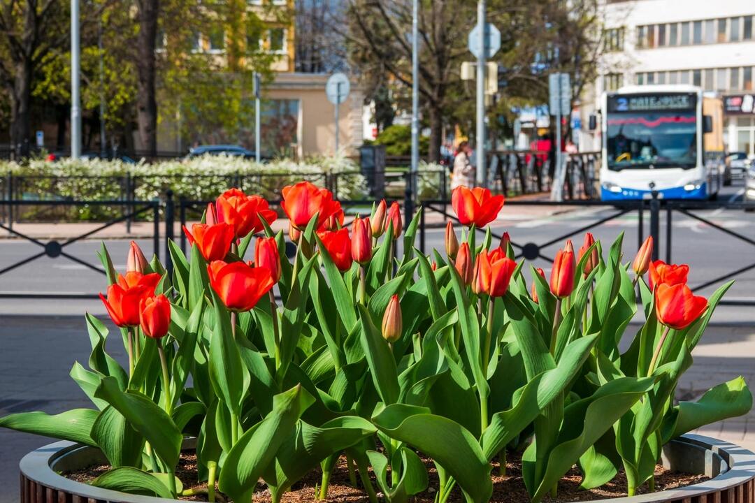 FOTO: Poprad ožíva farbami tulipánov, foto 8