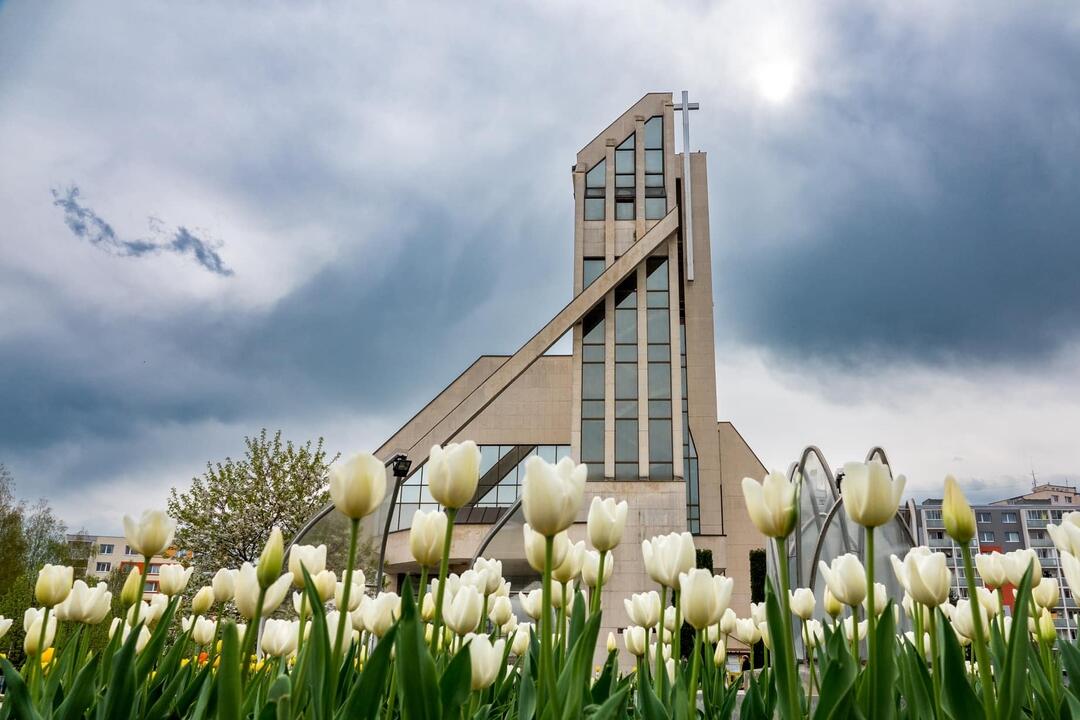 FOTO: Poprad ožíva farbami tulipánov, foto 9