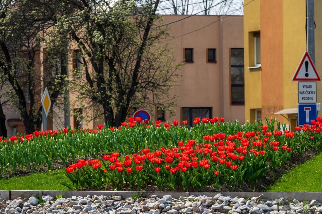 FOTO: Poprad ožíva farbami tulipánov, foto 11