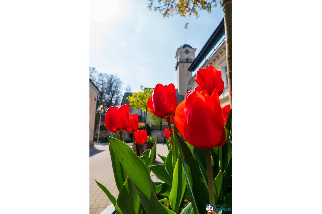 FOTO: Poprad ožíva farbami tulipánov, foto 12