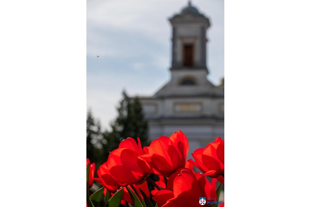 FOTO: Poprad ožíva farbami tulipánov, foto 13