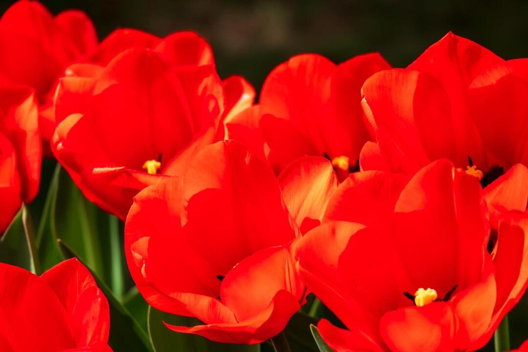 FOTO: Poprad ožíva farbami tulipánov, foto 15