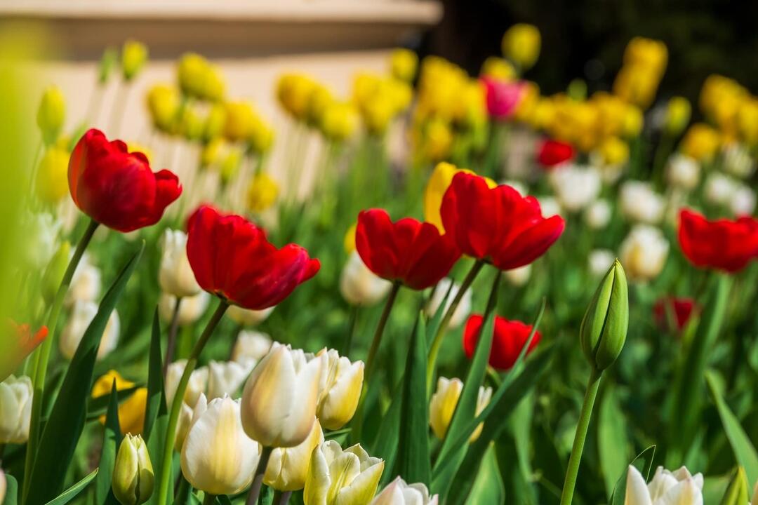 FOTO: Poprad ožíva farbami tulipánov, foto 16